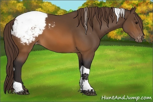 Horse Color:Buckskin Tobiano Appaloosa