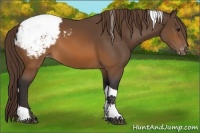 Horse Color:Buckskin Tobiano Appaloosa 