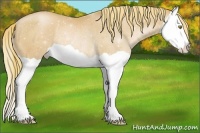 Horse Color:Chestnut Pearl Splash Varnish Rabicano 