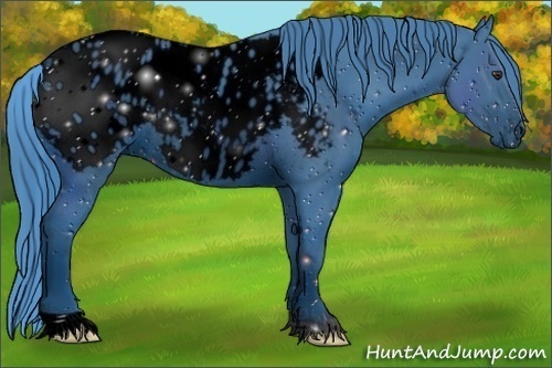 Horse Color:ERROR: UNKNOWN ANOMALY