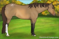 Horse Color:Bay Dun Appaloosa 