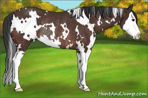 Horse Color:White Spotted Bay Splash Rabicano
