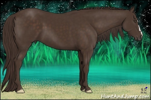 Horse Color:Liver Chestnut Frame 