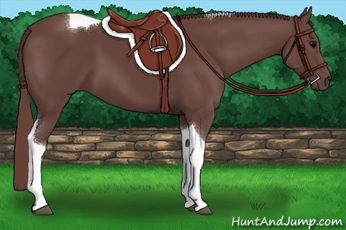 Horse Color:Chocolate Smoky Black Tobiano 