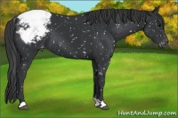 Horse Color:Black Appaloosa