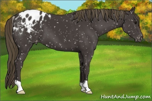 Horse Color:Smoky Black Snowflake Varnish