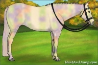 Horse Color:Nacre Palomino Dun 