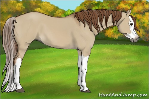 Horse Color:Gray Red Dun Splash