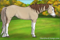 Horse Color:Gray Red Dun Splash