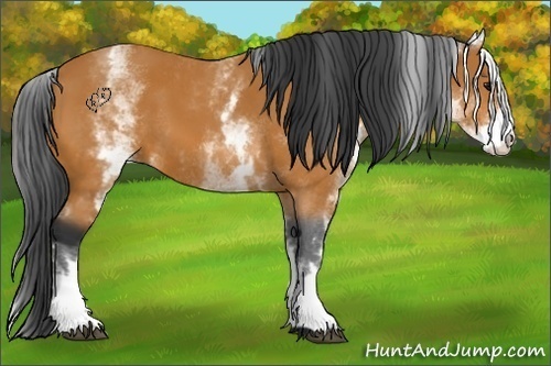 Horse Color:White Spotted Bay 