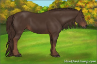 Horse Color:Gray Chestnut 
