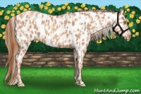 Horse Color:Gold Champagne Appaloosa  and Gold Champagne Appaloosa 