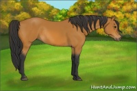 Horse Color:Bay Rabicano 