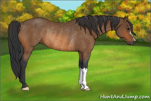 Horse Color:Bay Rabicano 
