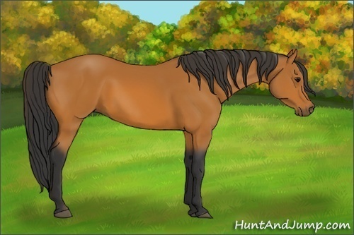 Horse Color:Bay Rabicano 