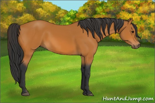 Horse Color:Bay Rabicano