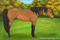 Horse Color:Bay Rabicano 