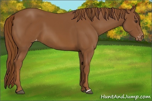 Horse Color:Chestnut Appaloosa 