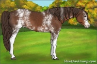 Horse Color:White Spotted Liver Chestnut 