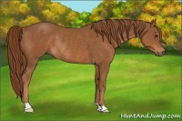 Horse Color:Chestnut Rabicano 