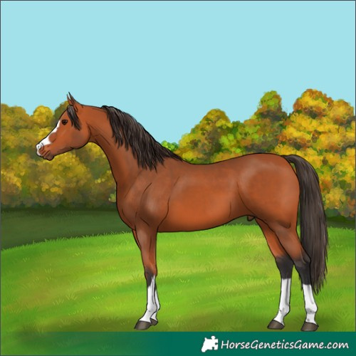 Horse Color:Bay 