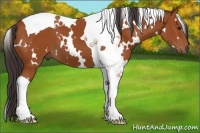 Horse Color:White Spotted Bay Tobiano