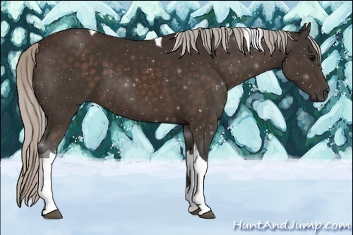 Horse Color:Silver Brown Tobiano 
