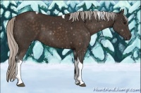 Horse Color:Silver Brown Tobiano 