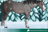 Horse Color:Brown Splash
