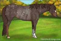 Horse Color:Liver Chestnut Rabicano 
