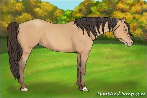 Horse Color:Amber Champagne 