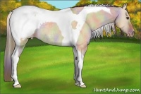 Horse Color:Nacre Bay Roan Dun Tobiano Snowcap Rabicano 