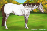 Horse Color:Gray Red Ice Roan Appaloosa 