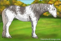 Horse Color:White Spotted Silver Black 