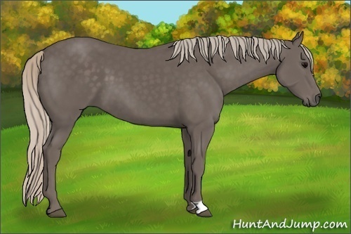 Horse Color:Silver Black 