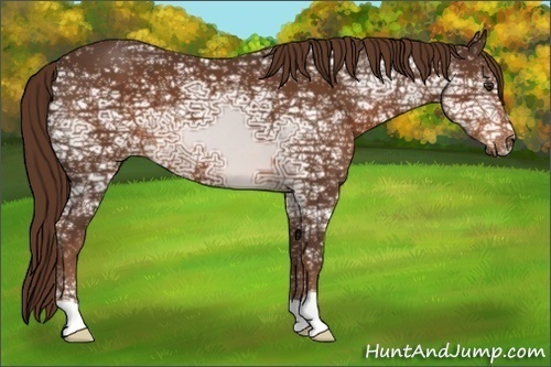 Horse Color:Liver Chestnut Ice 