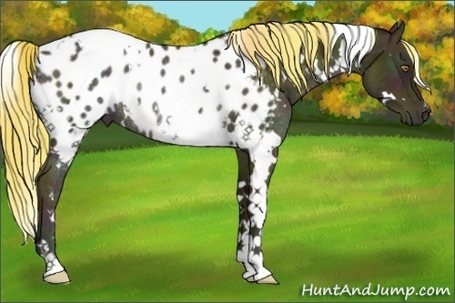 Horse Color:White Spotted Midnight Chestnut Ice Pearl Blanket Rabicano 