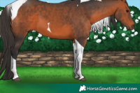 Horse Color:Brown Tobiano 