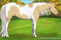 Horse Color:Palomino Dun Tobiano