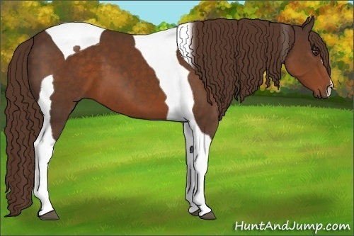 Horse Color:Liver Chestnut Tobiano 