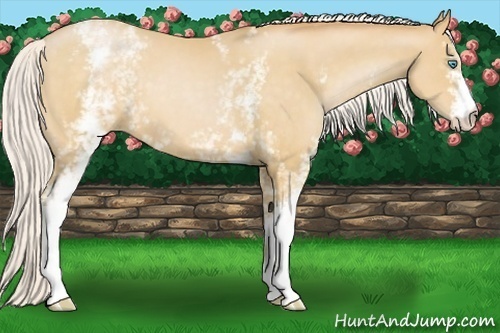 Horse Color:White Spotted Silver Buckskin Pearl 