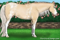Horse Color:White Spotted Silver Buckskin Pearl 