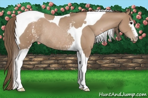 Horse Color:White Spotted Black Pearl Tobiano Rabicano 