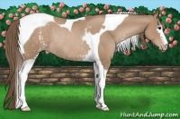 Horse Color:White Spotted Black Pearl Tobiano Rabicano