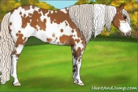 Horse Color:White Spotted Silver Brown Sabino 