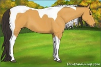 Horse Color:Buckskin Tobiano 