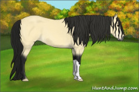 Horse Color:Gray Buckskin