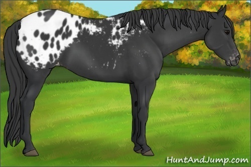 Horse Color:Black Appaloosa 
