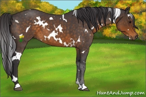 Horse Color:White Spotted Buckskin Roan 