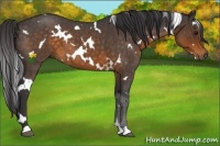 Horse Color:White Spotted Buckskin Roan